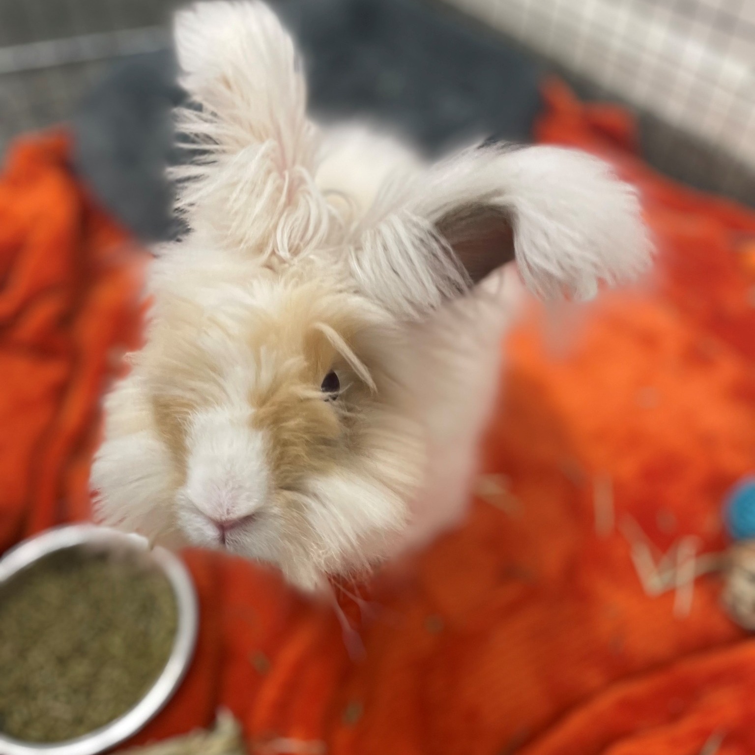 🐰 Help... - Norfolk SPCA Adoption Center & Veterinary Clinics | Facebook