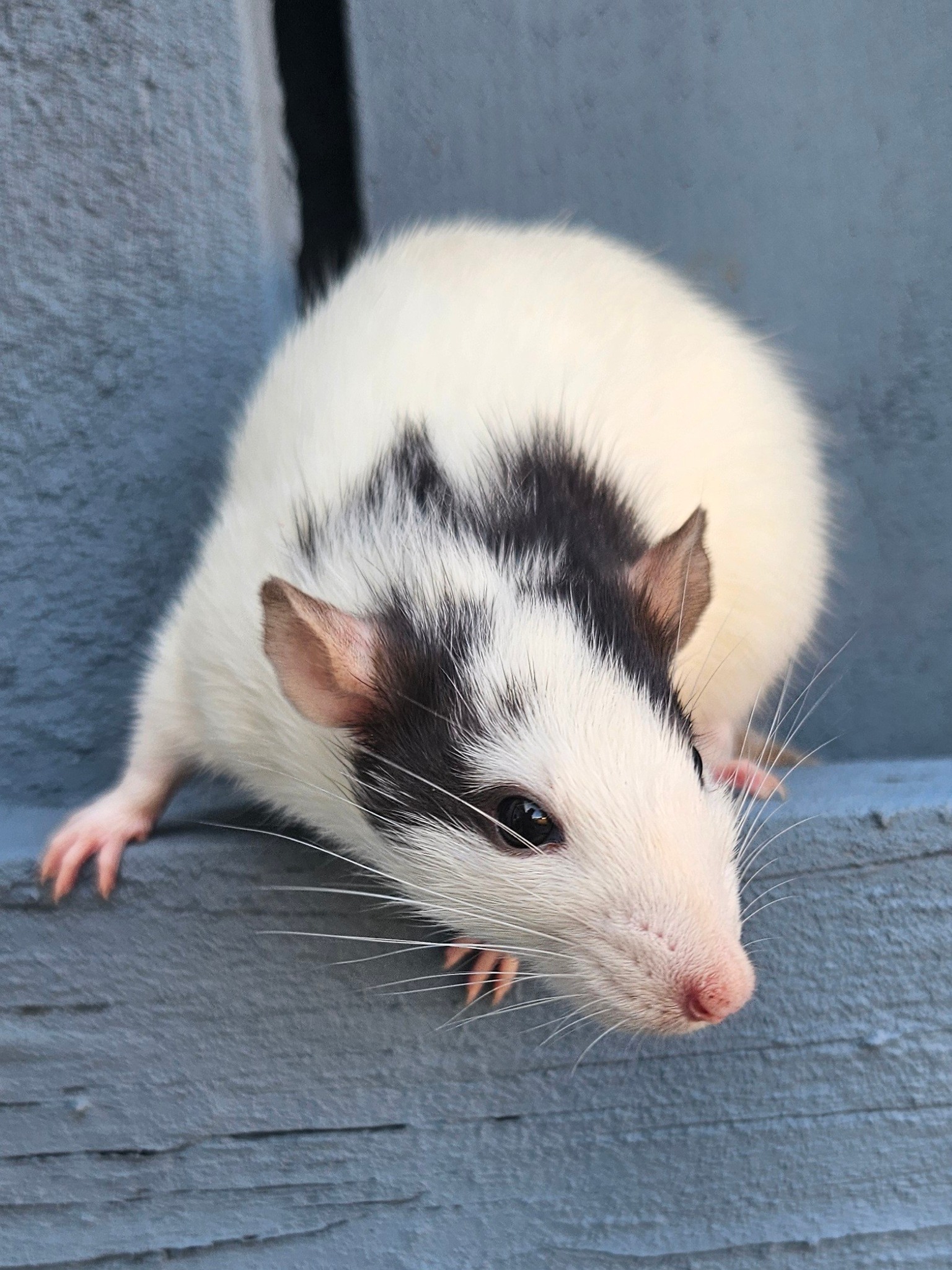 FaryTail Rattery | Hilliard OH
