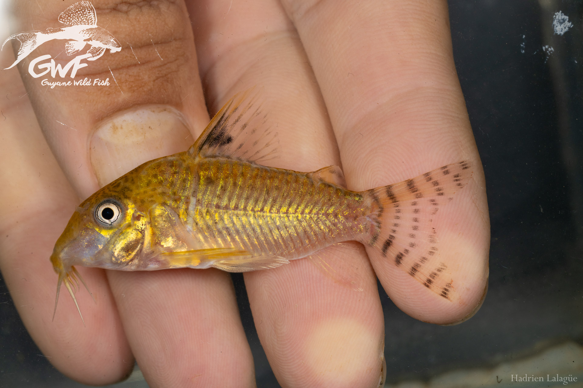 Guyane Wild Fish Association