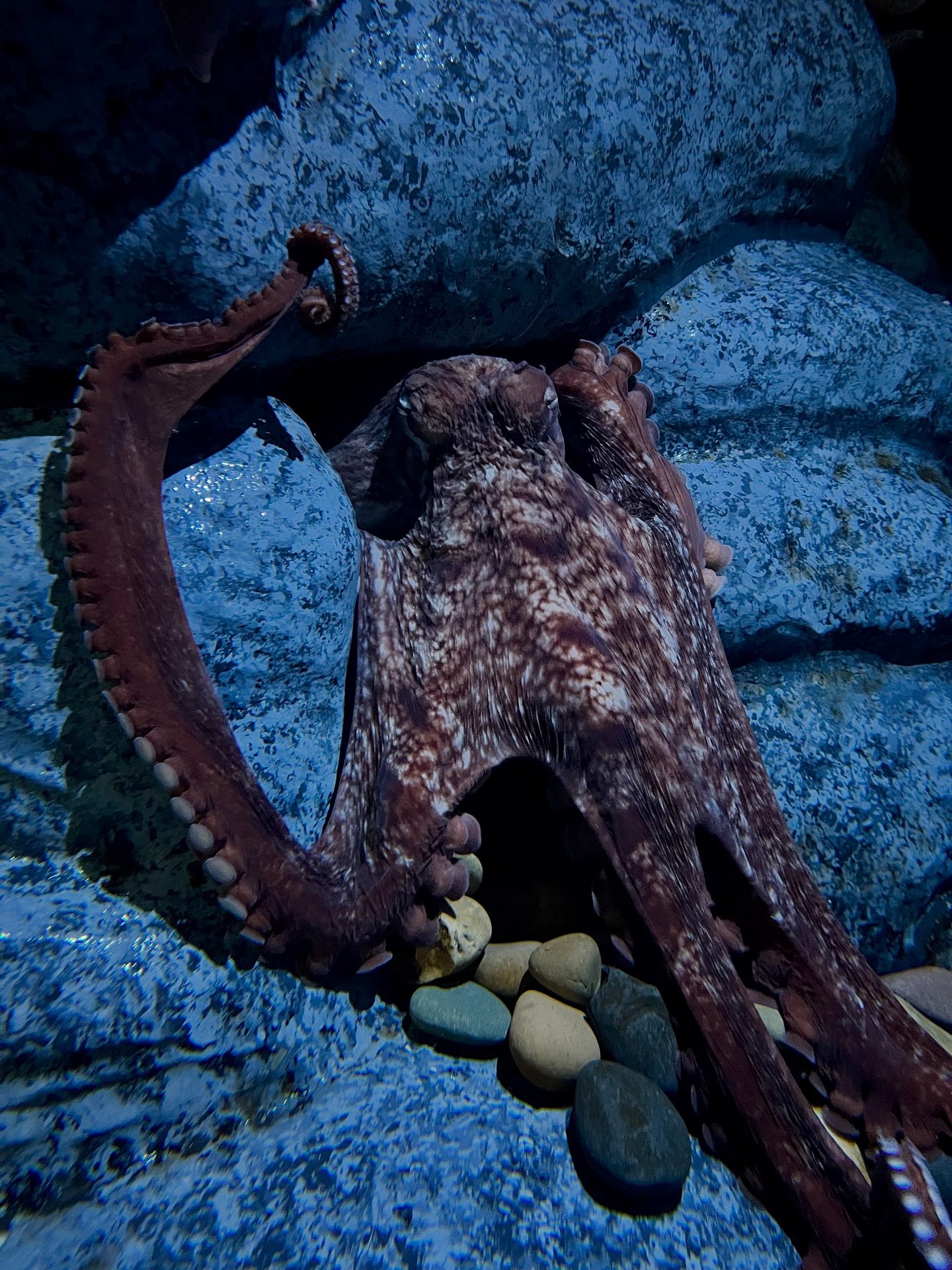 🐙 Important Octopus Update 🐙 We... - Great Lakes Aquarium | Facebook