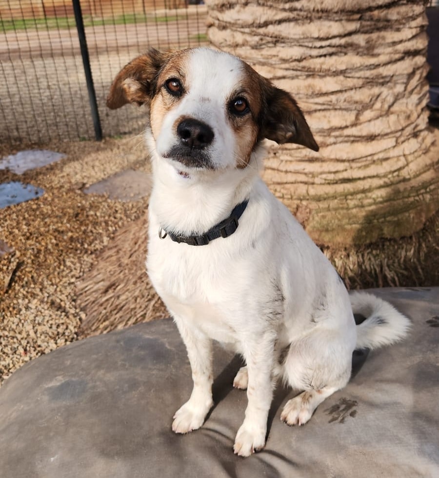 Bella's - CAPE TOWN PLEASE SHARE TO FIND HER A HOME!!! Zara is a 1 year ...
