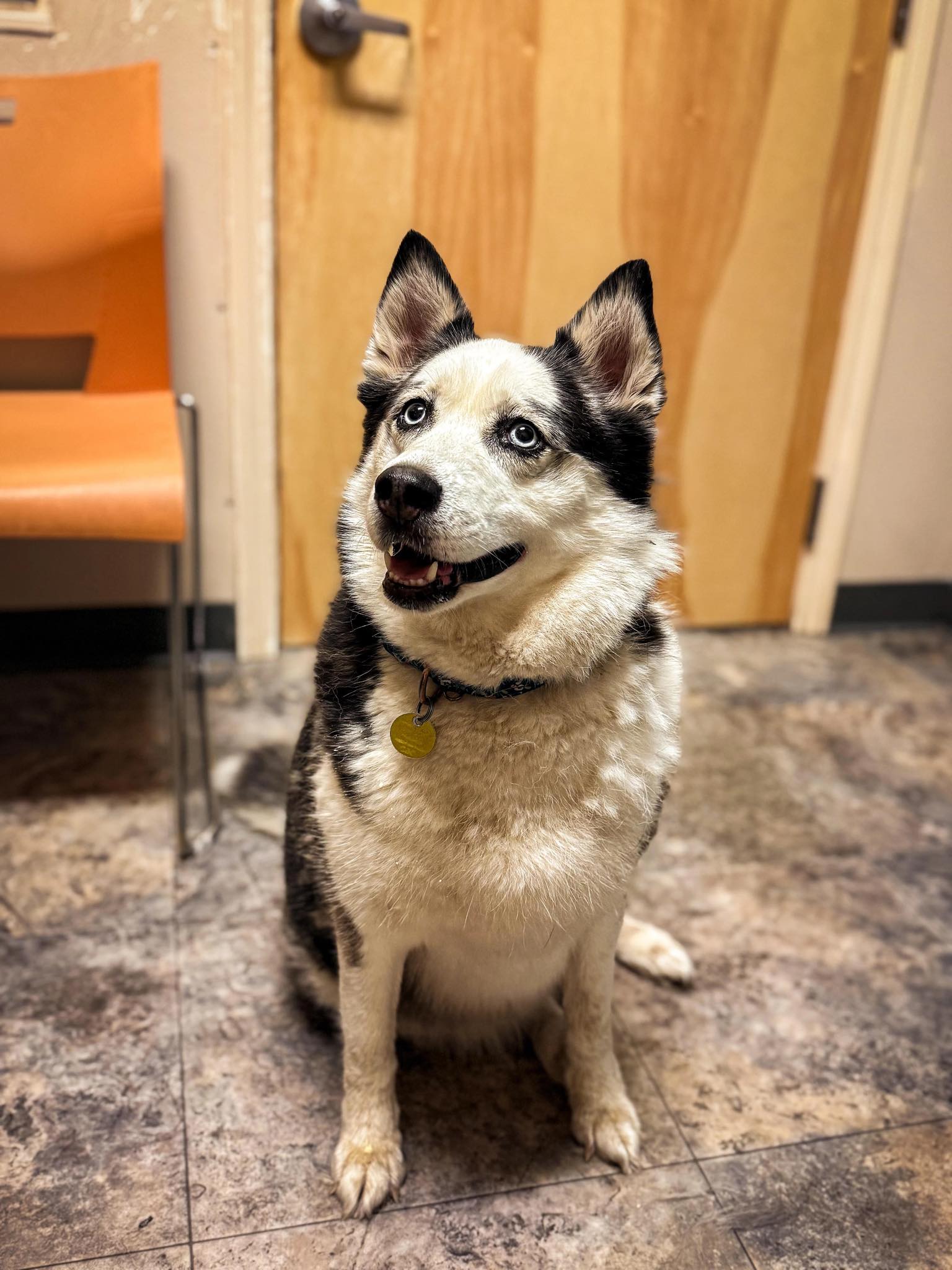 The Humane Society of Western Montana | Missoula MT