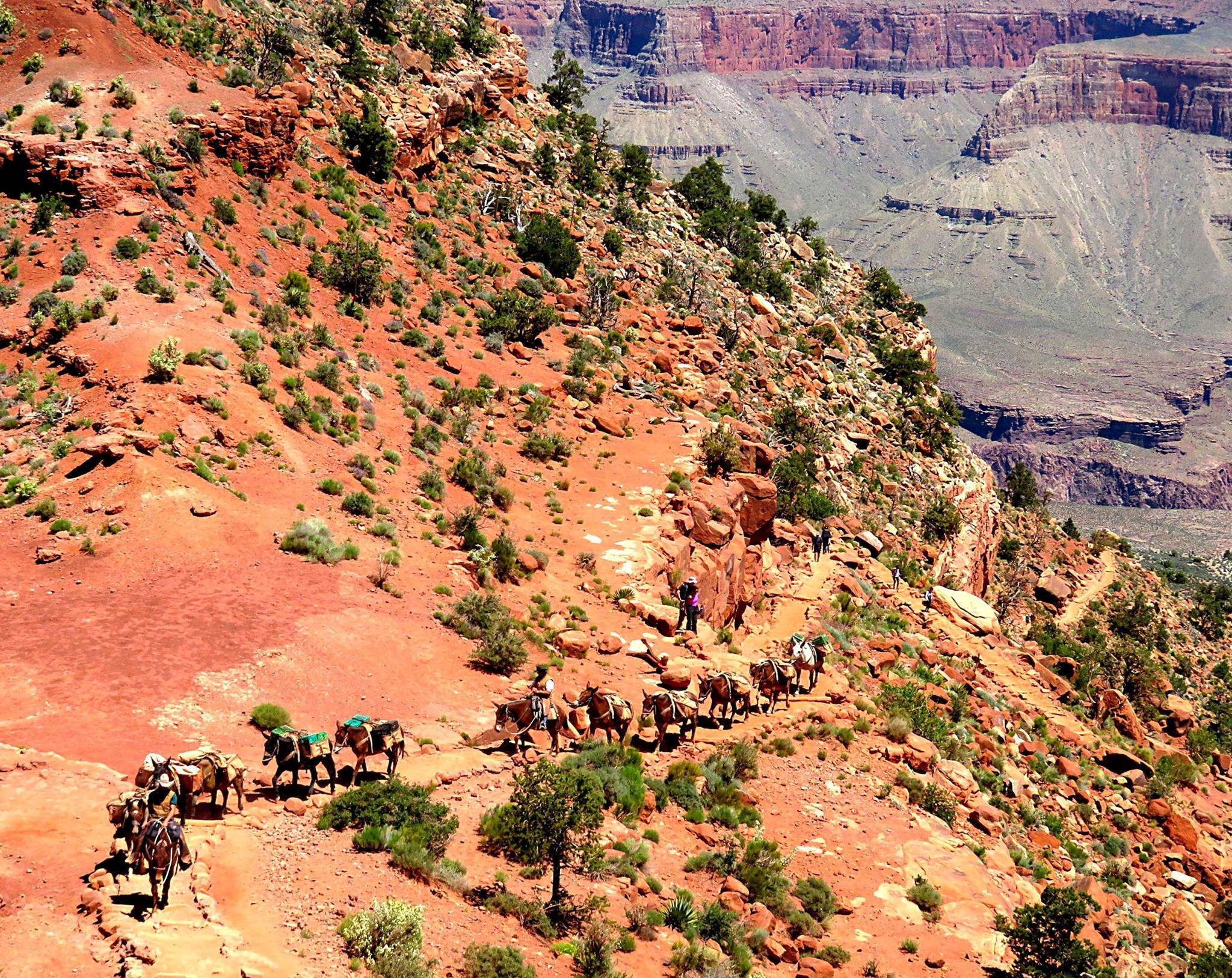 Mule train in the Grand Canyon, Arizona - have you tried this