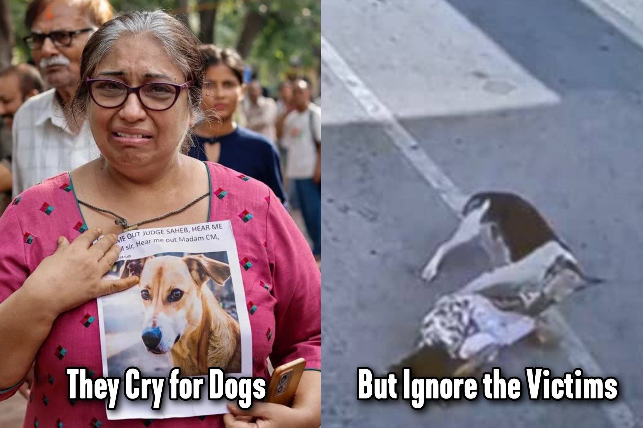 The Darjeeling - THE STRAY DOG DEBATE: Obsession Is Not Health ️ Roshni ...
