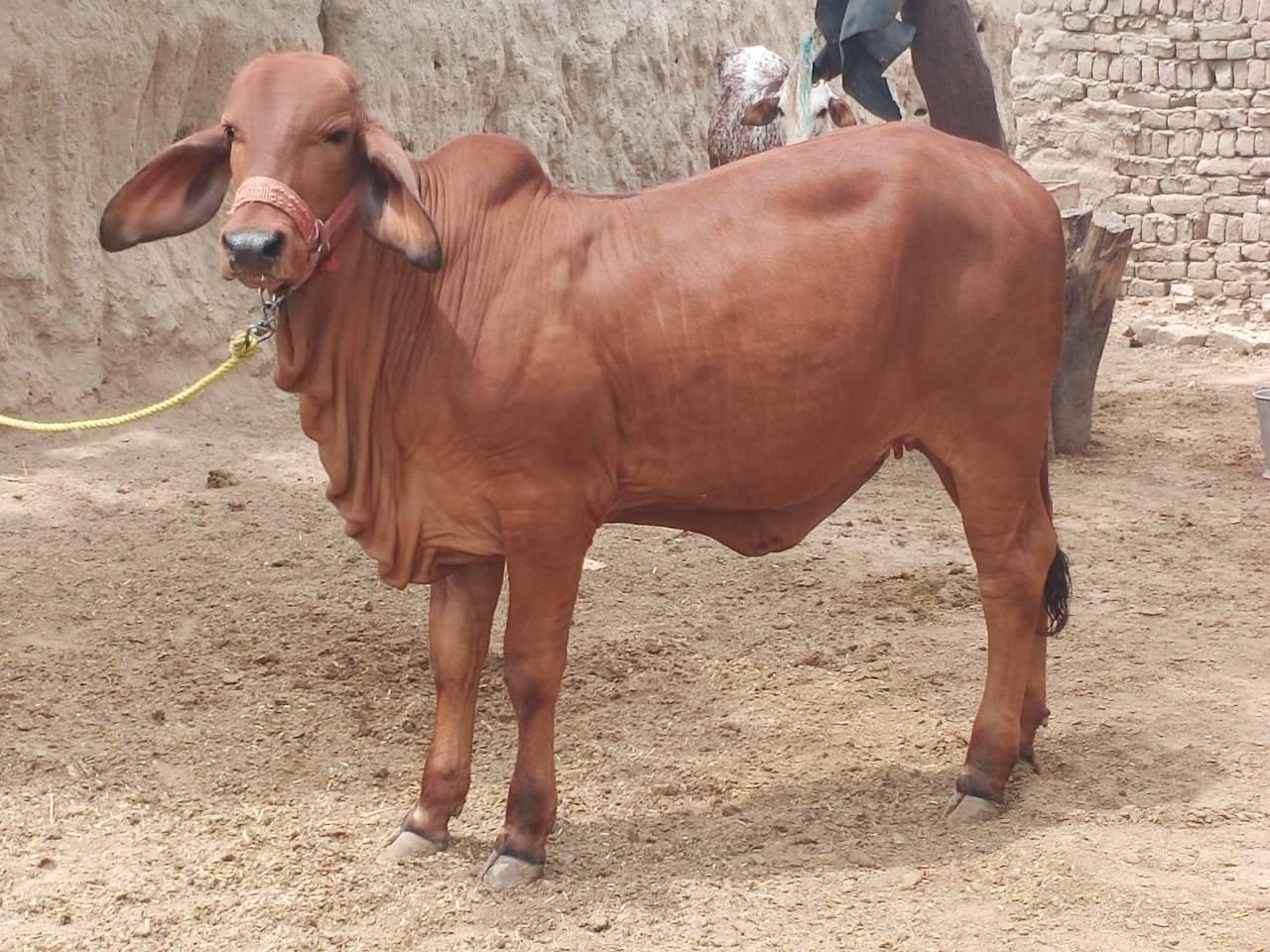 Hussaini Cattle Farm