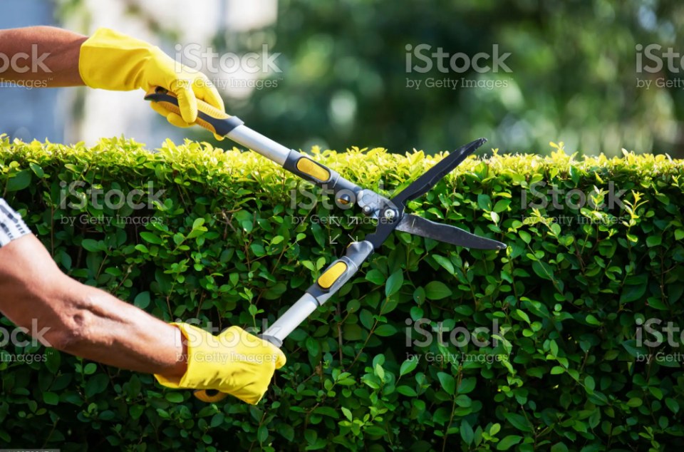 Velasquez tree service | Culpeper VA