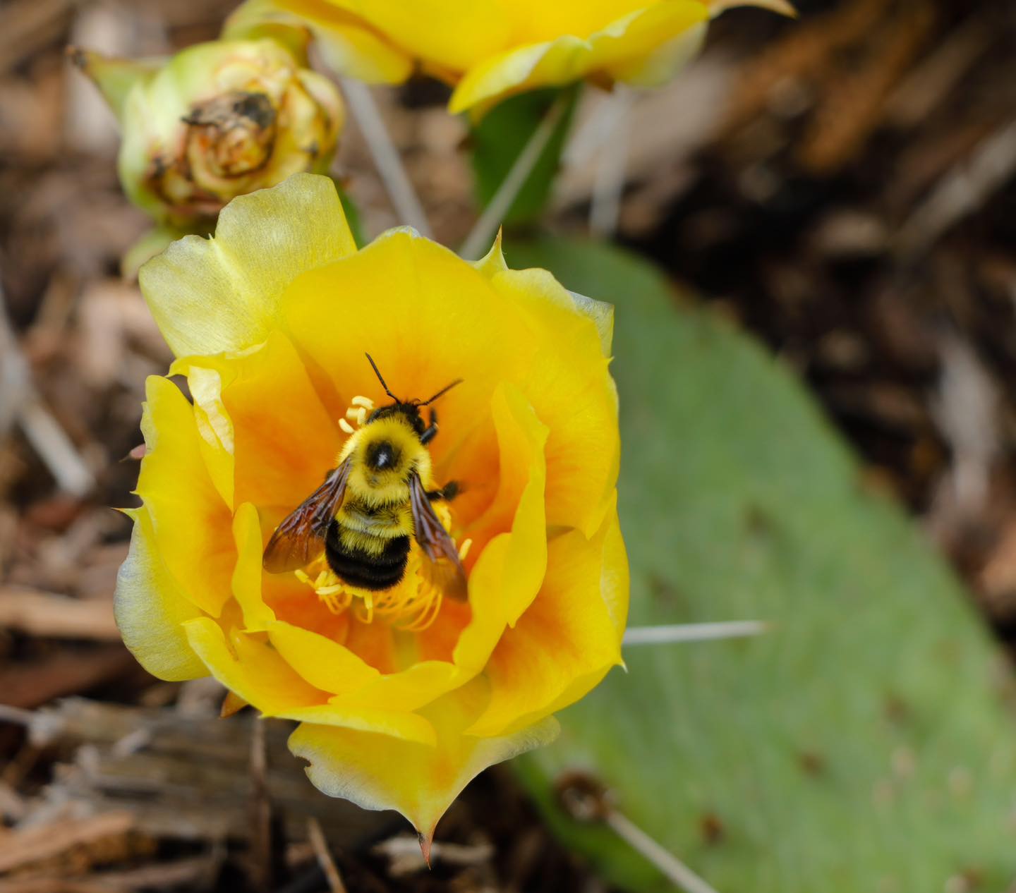 Illinois - A Bumblebee inside a bloom of a Prickly Pear Cactus. If you ...