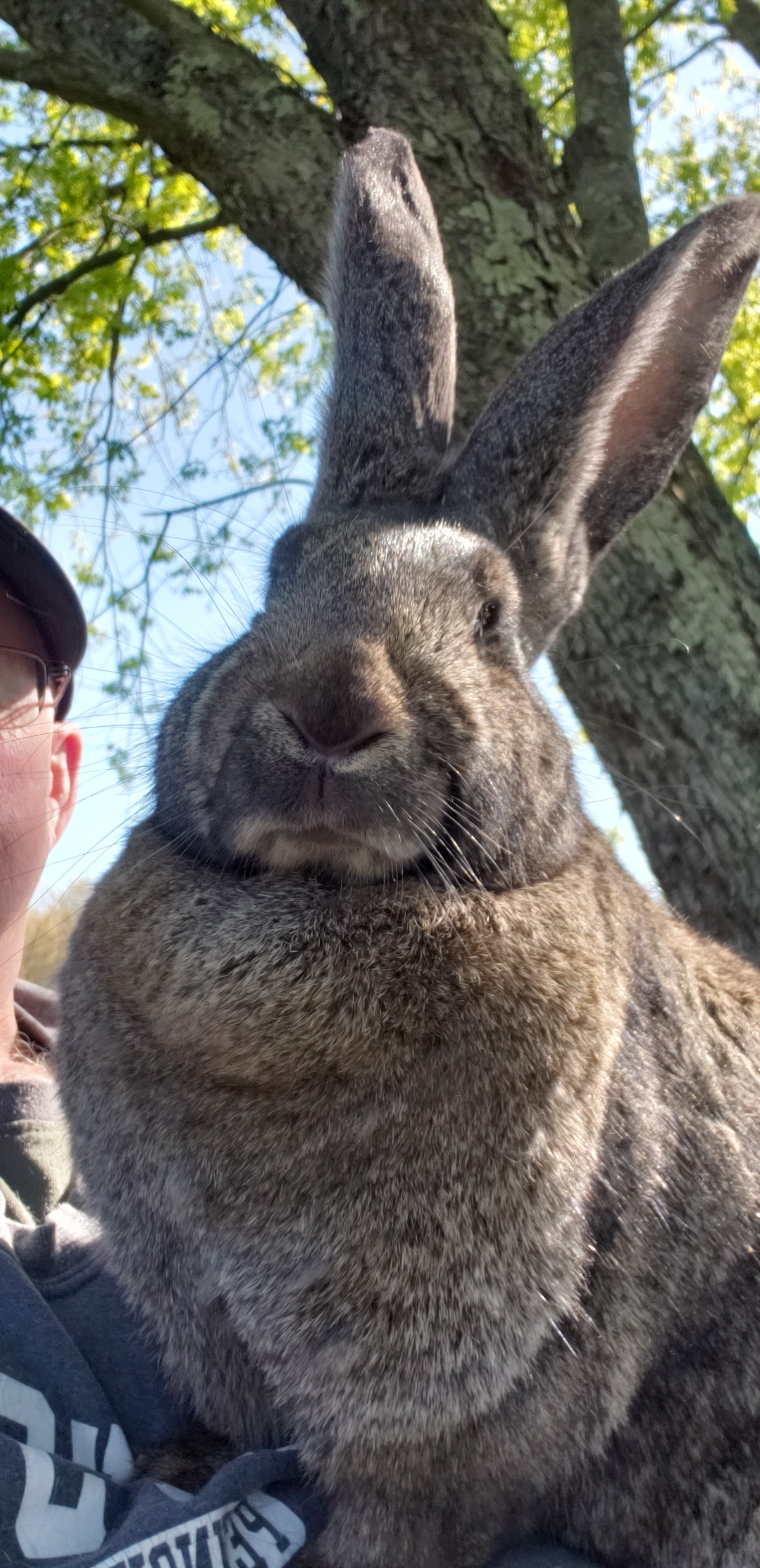 Jet Hill Rabbitry