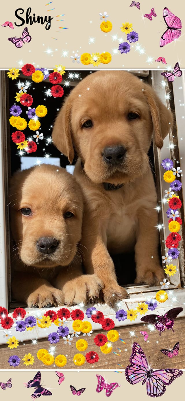 Labrador of Magic