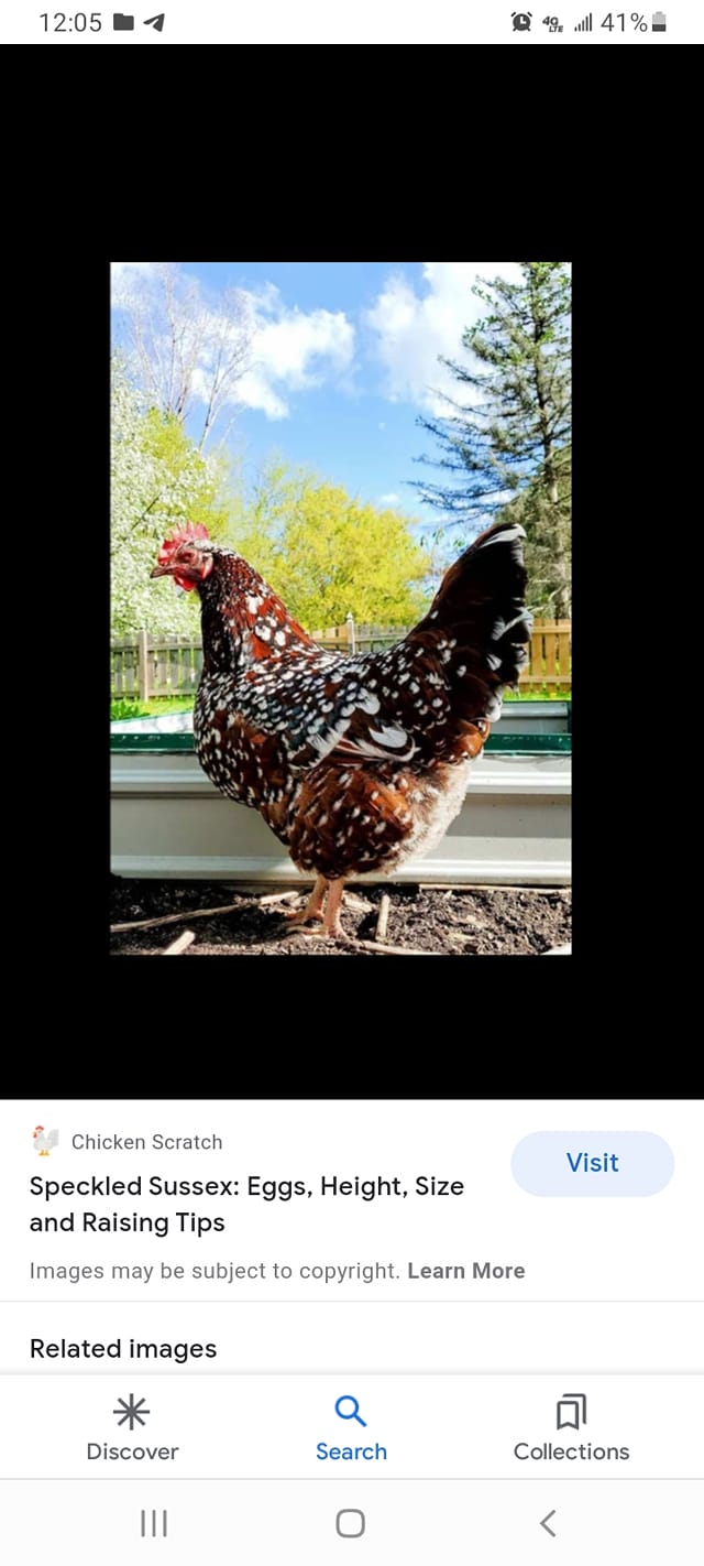 Indiana Chicken Geese Ducks and More | My female was dead this morning ...