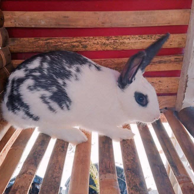 Oh no😱,these hungry baby bunnies are not allowed to nurse by their ...