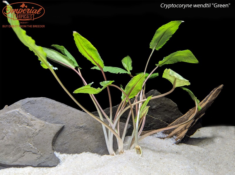 Our Cryptocoryne wendtii 