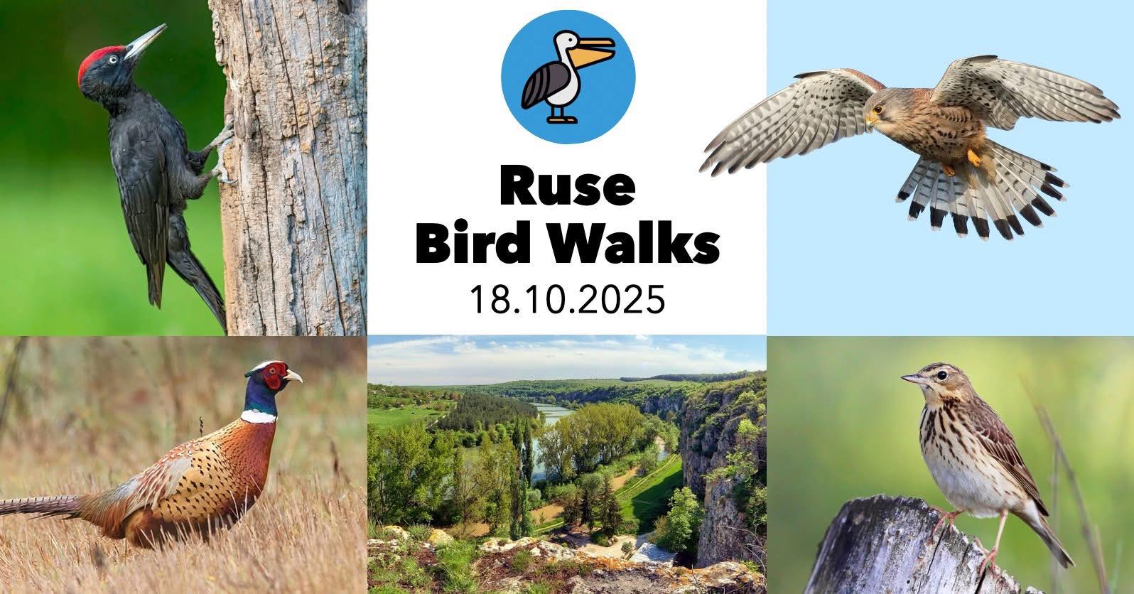 Ruse Bird Walks