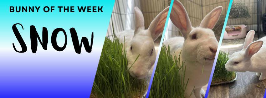 Rabbit Rescue Incorporated... - Rabbit Rescue Incorporated