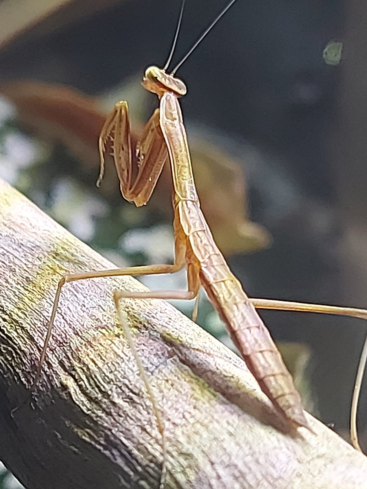 Is it safe to use chemical fertilizer in a mantis terrarium with