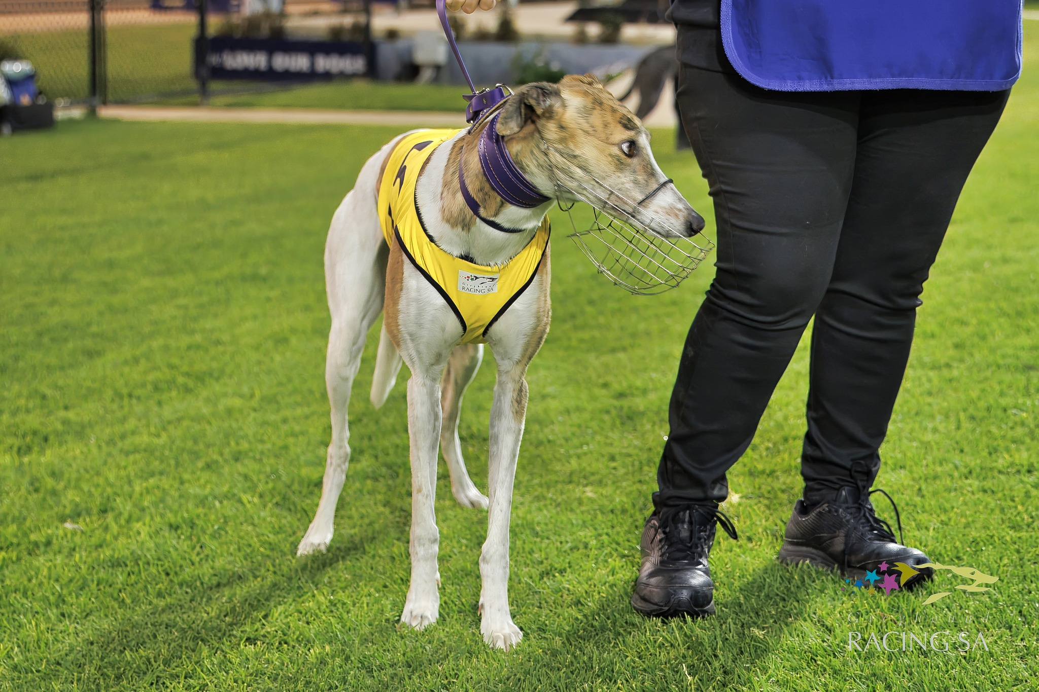 Greyhound Racing South Australia - Check out trainer Vadim Roz, with ...
