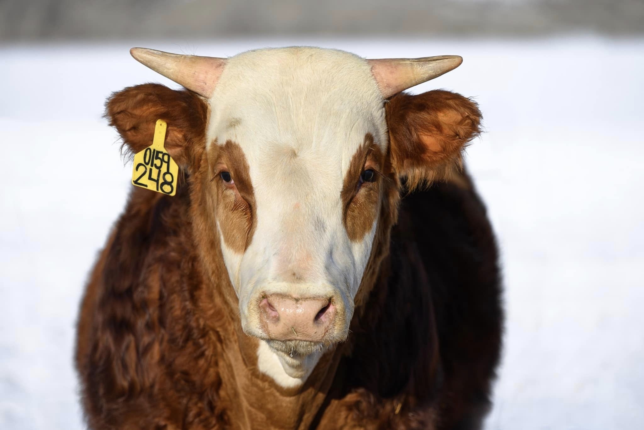 I shot a video of this powerful young Line One bull yesterday. Sired by ...