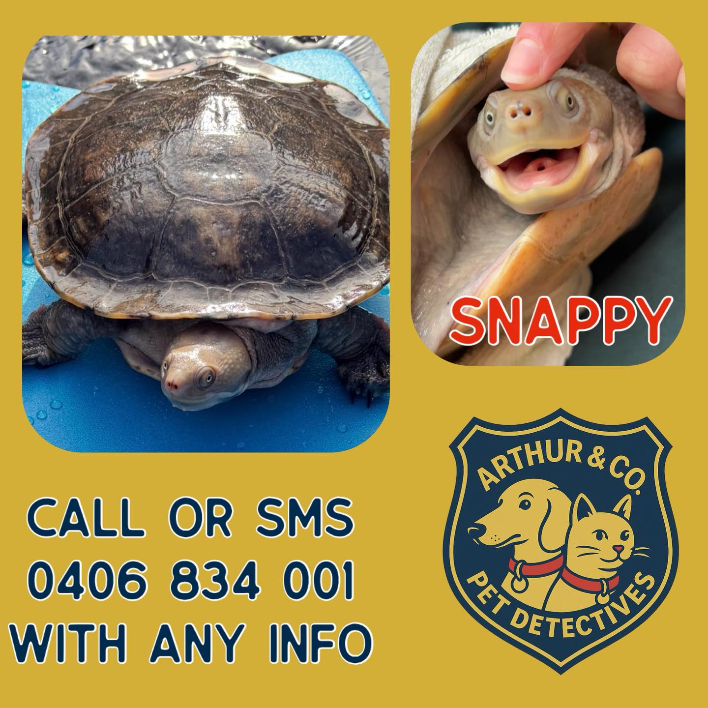 🆘🐢🆘🐢 MISSING TURTLE - MOUNT... - Arthur & Co. Pet Detectives | Facebook