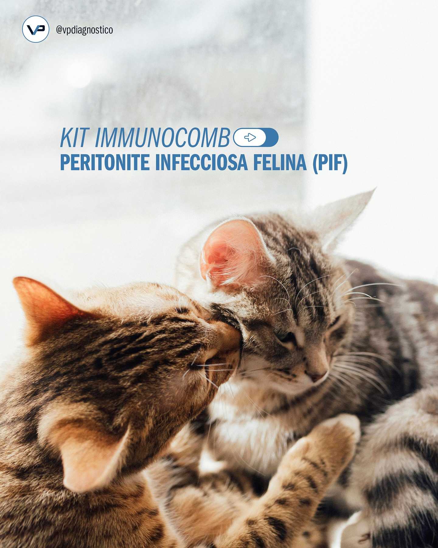 🔬 Kit ImmunoComb -... - VP Diagnóstico - Distribuidora | Facebook