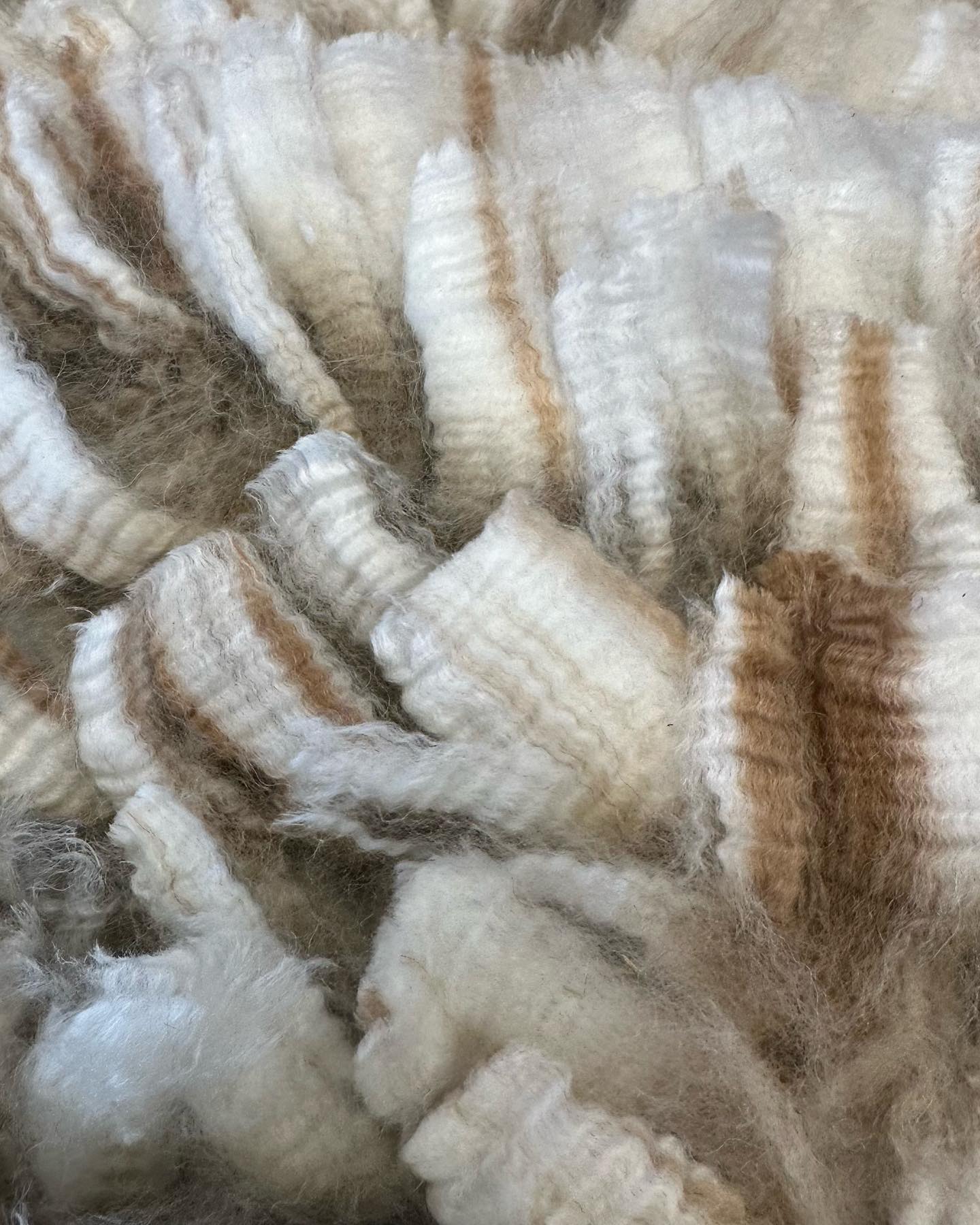 Uinta Bedazzled! Our beautiful... - U-inta Ranch Alpaca