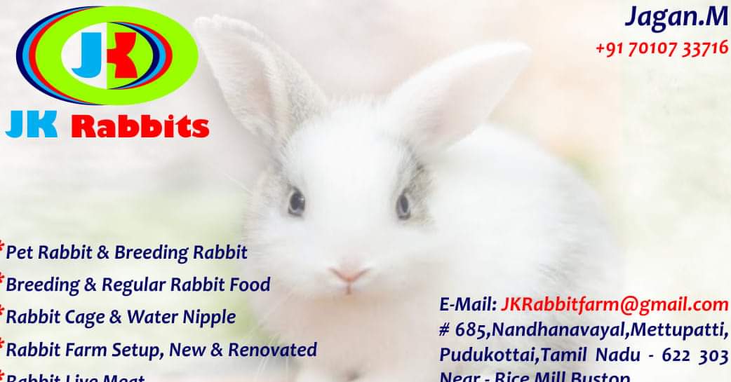 JK Rabbit Farm | Chennai