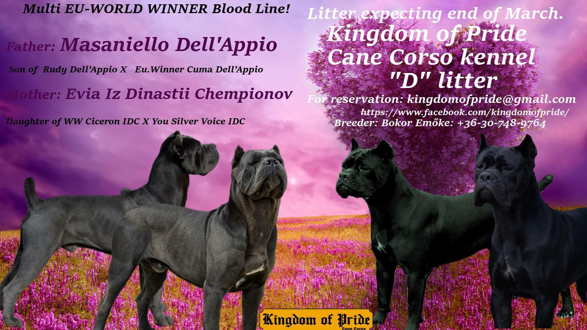 Kingdom Of Pride Bernadella Facebook