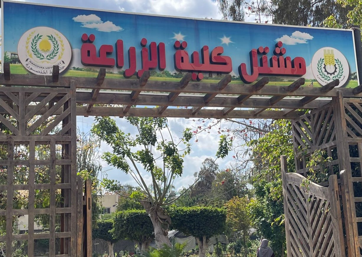 mansoura