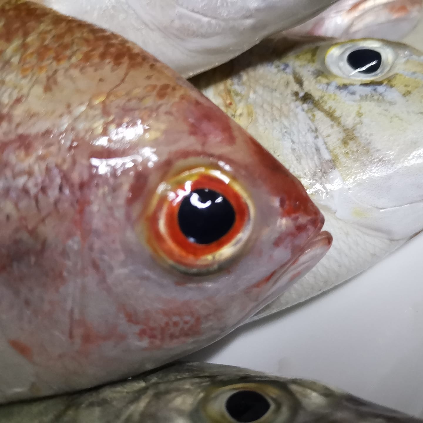 Oza Lures | Jenis sotong di Malaysia | Facebook
