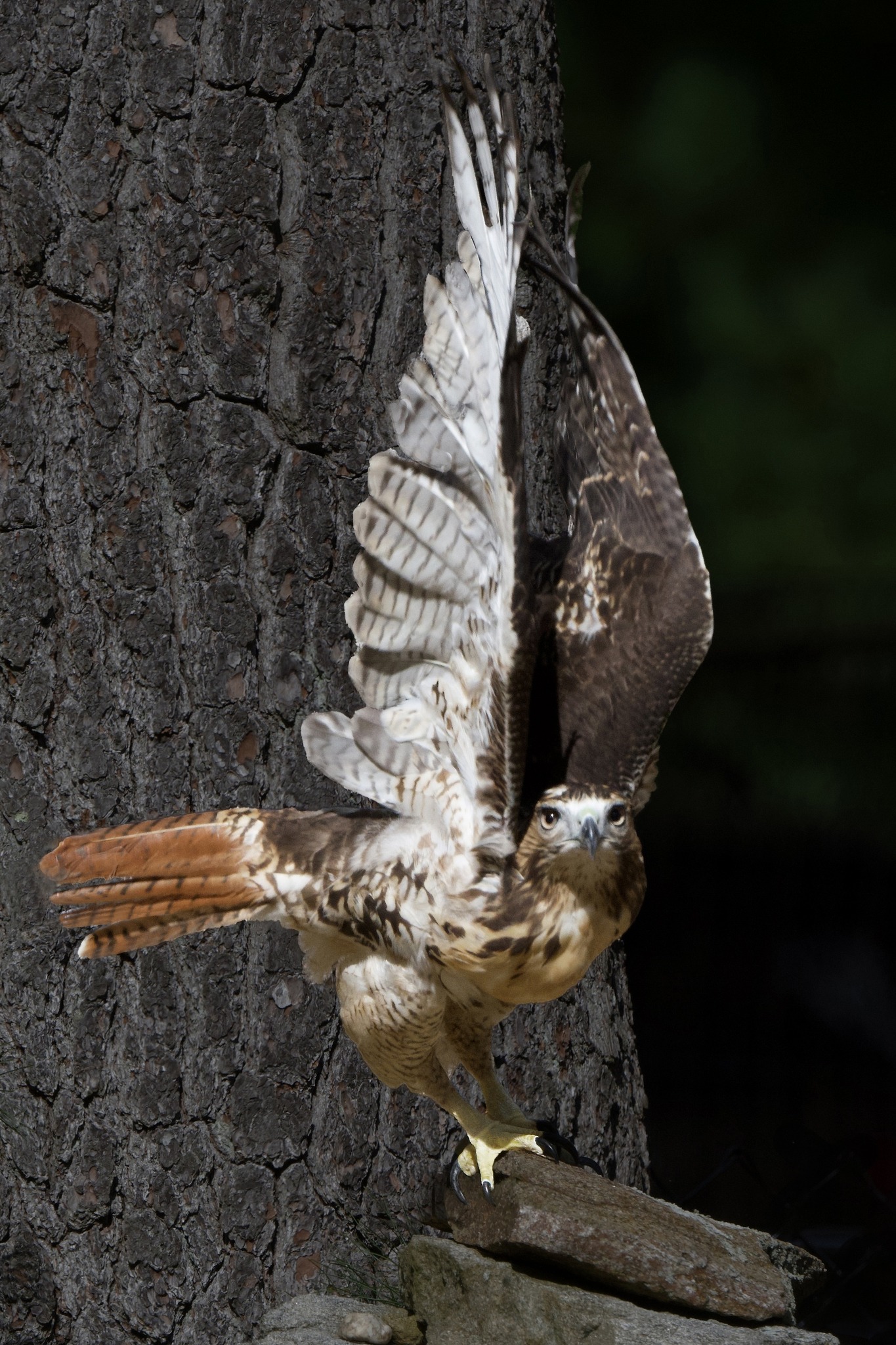 Spirit - Red Tailed Hawk One of the Spiritual Significances of the Red ...