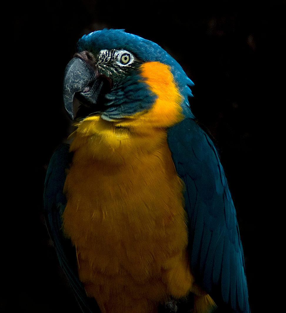 Ciencia - La Paraba Barba Azul (Ara glaucogularis), también conocido ...