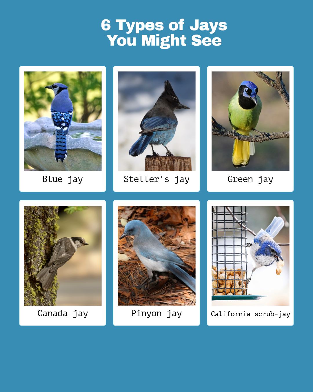 Which type of jay is your... - Birds & Blooms Magazine | Facebook