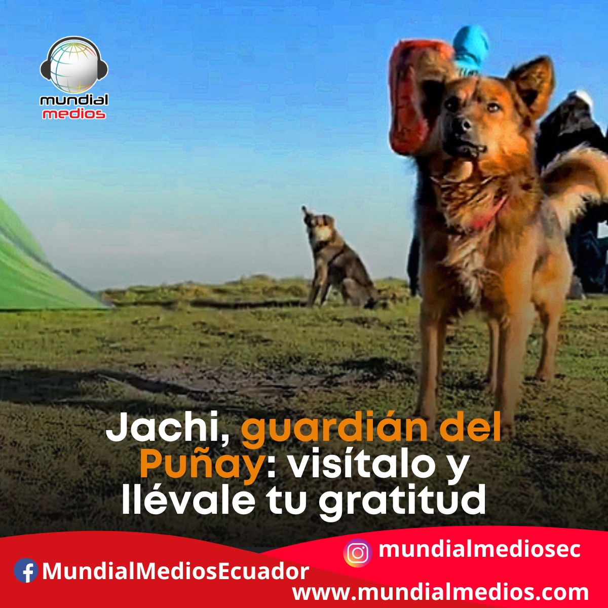 Mundial - Jachi, guardián del Puñay: visítalo y llévale tu gratitud En ...
