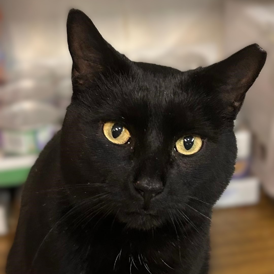 This beautiful hunk of cat will be... - Cat NAPS of Pottstown | Facebook