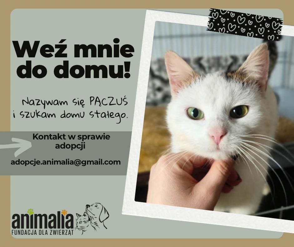 fundacja-animalia-added-a-new-photo-fundacja-animalia