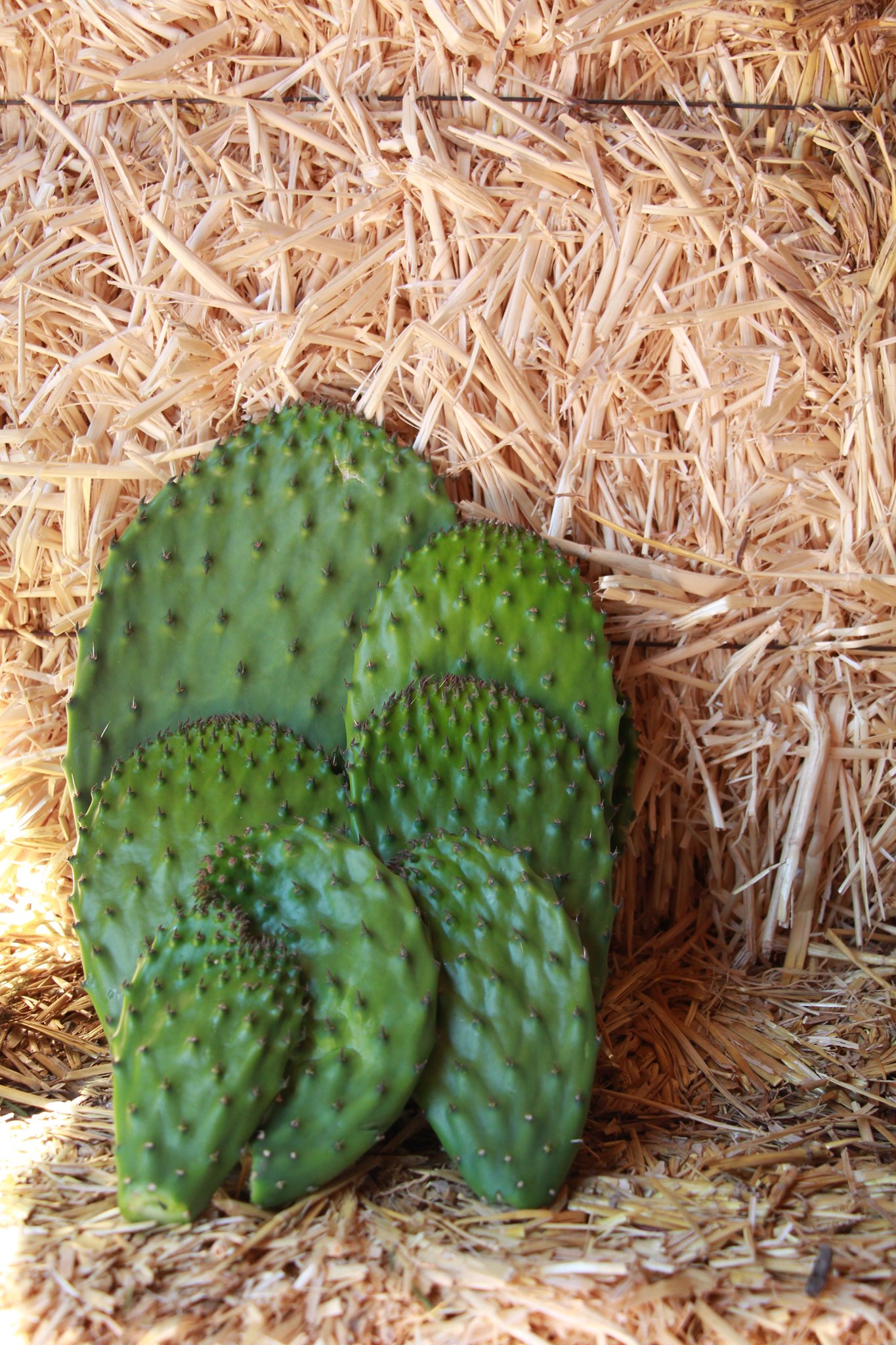 Huerto Rancho Luna | San Miguel de Allende