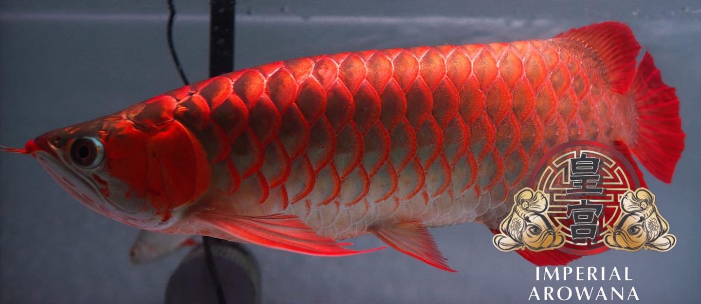 Meet David, an avid Arowana collector. We custom-built a tank for