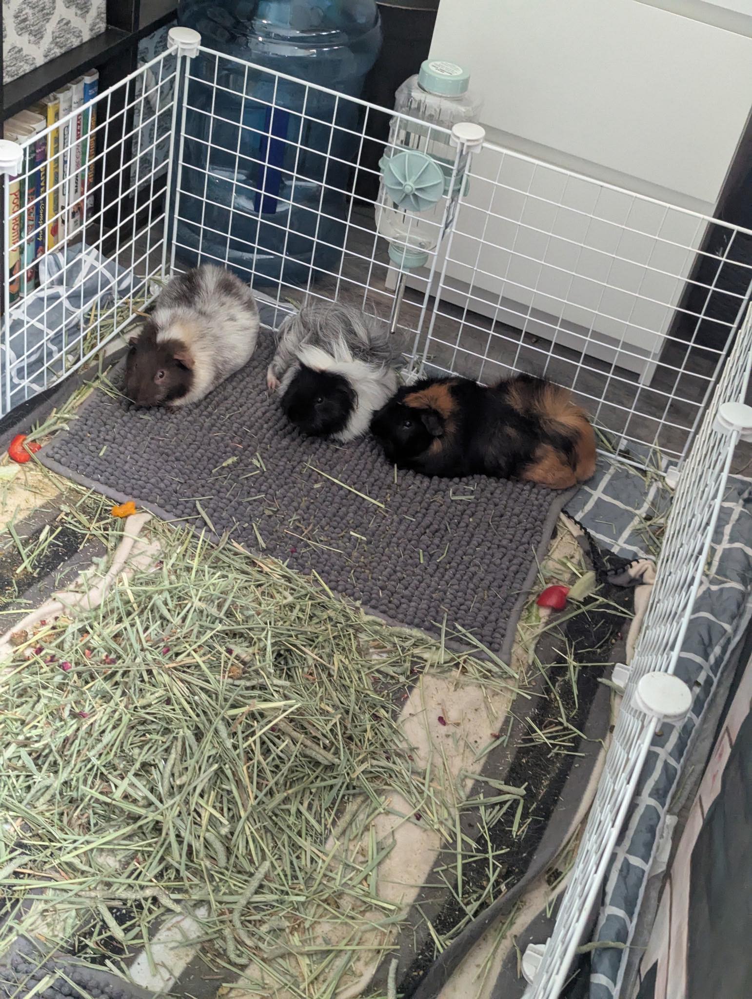Congratulations to Blaze now Nico... - Rascally Rabbit Rescue | Facebook