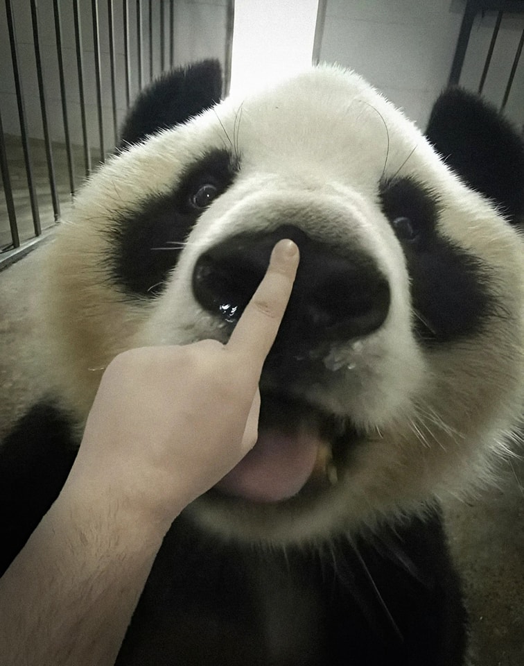 Pandas, - Ding Dong…is anyone home ? 😜🤣😜 #panda #fluffy #pandas #cute # ...