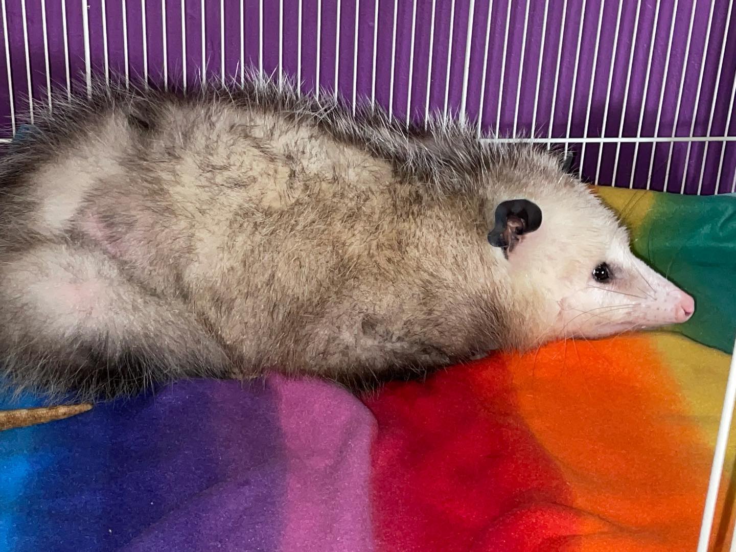 Wilderness Trail Wildlife Center Mama Opossum With Her Belly Full Of Babies On Her Pride Blanket We Don T Discriminate We Love All Of Gods Creations Love Loveislove Opossum Facebook