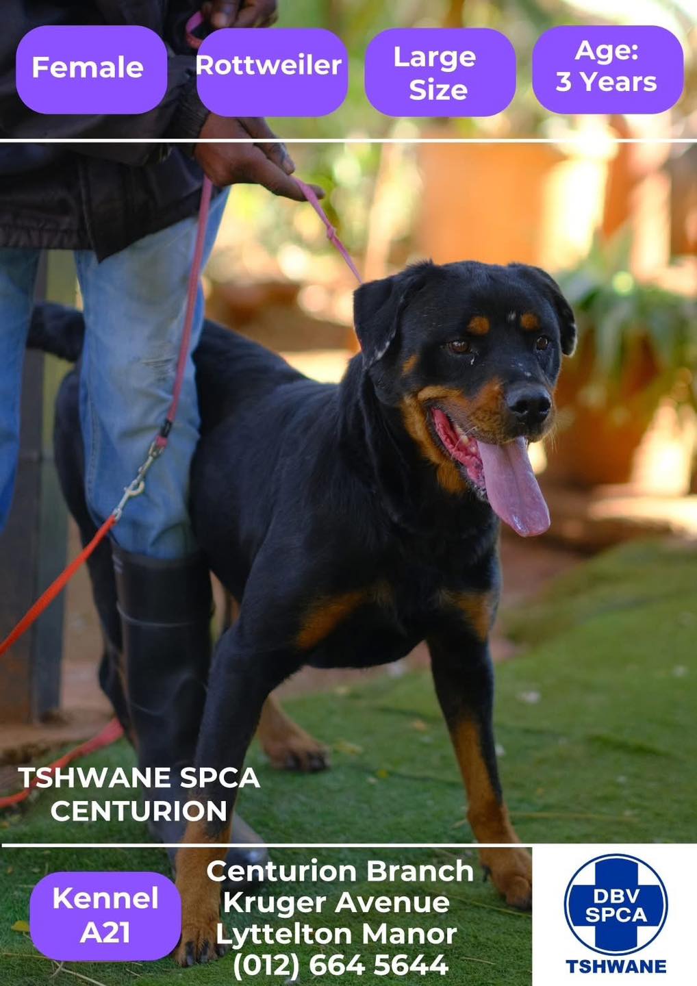 Fr... - Friend of the Rottweiler Rescue & Re-home South Africa