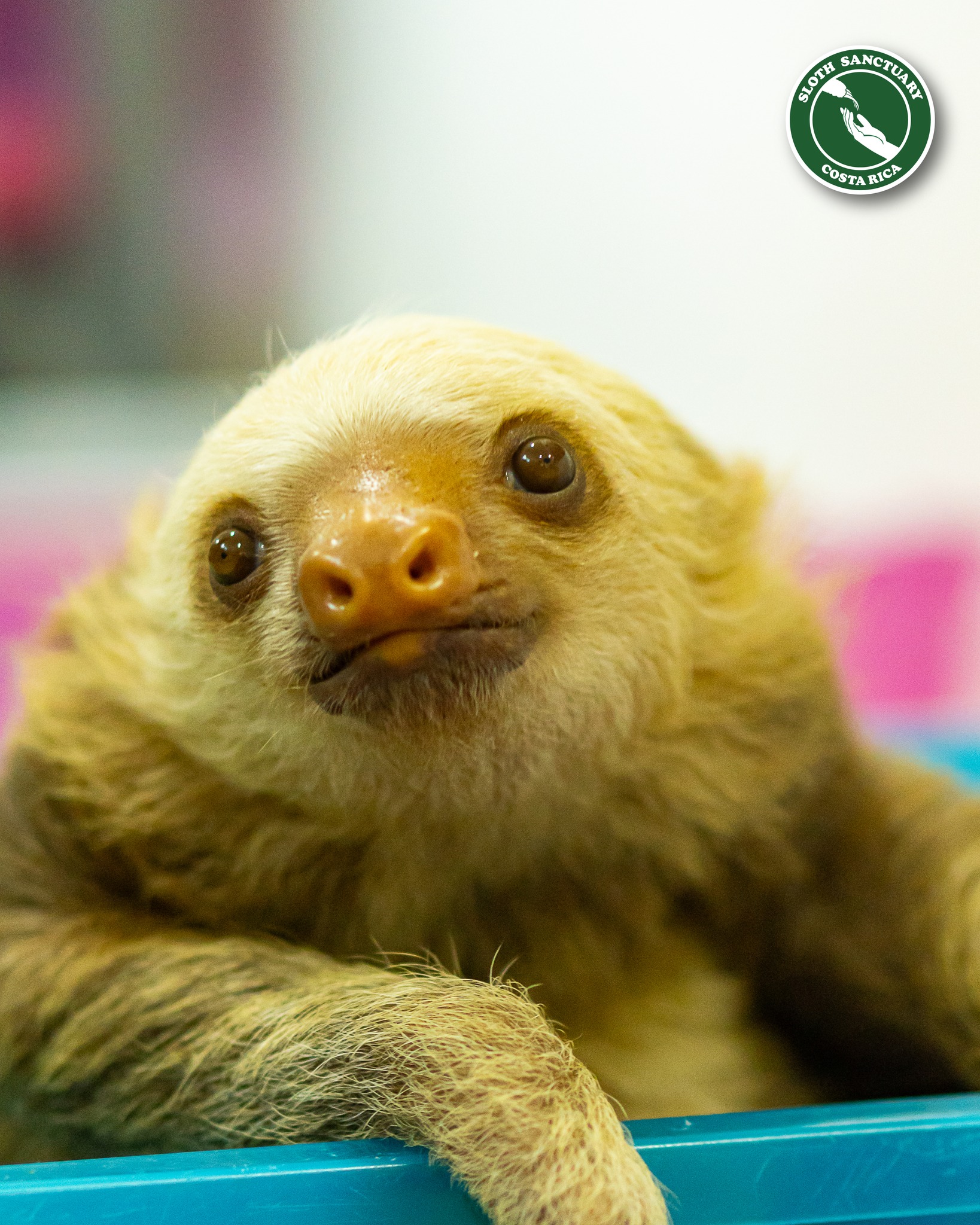 Sloth - 🍼 Did you know that baby sloths cling to their mother’s fur for ...