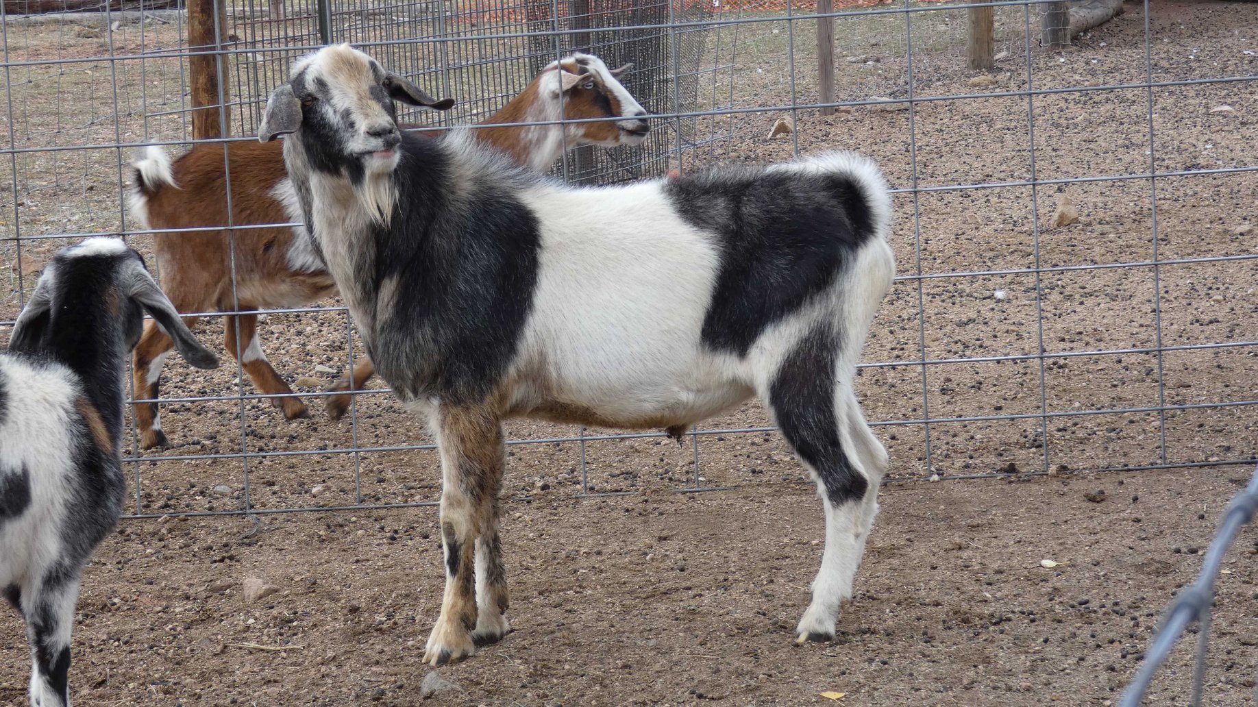Ruff Row Ranch LLC | Bailey CO