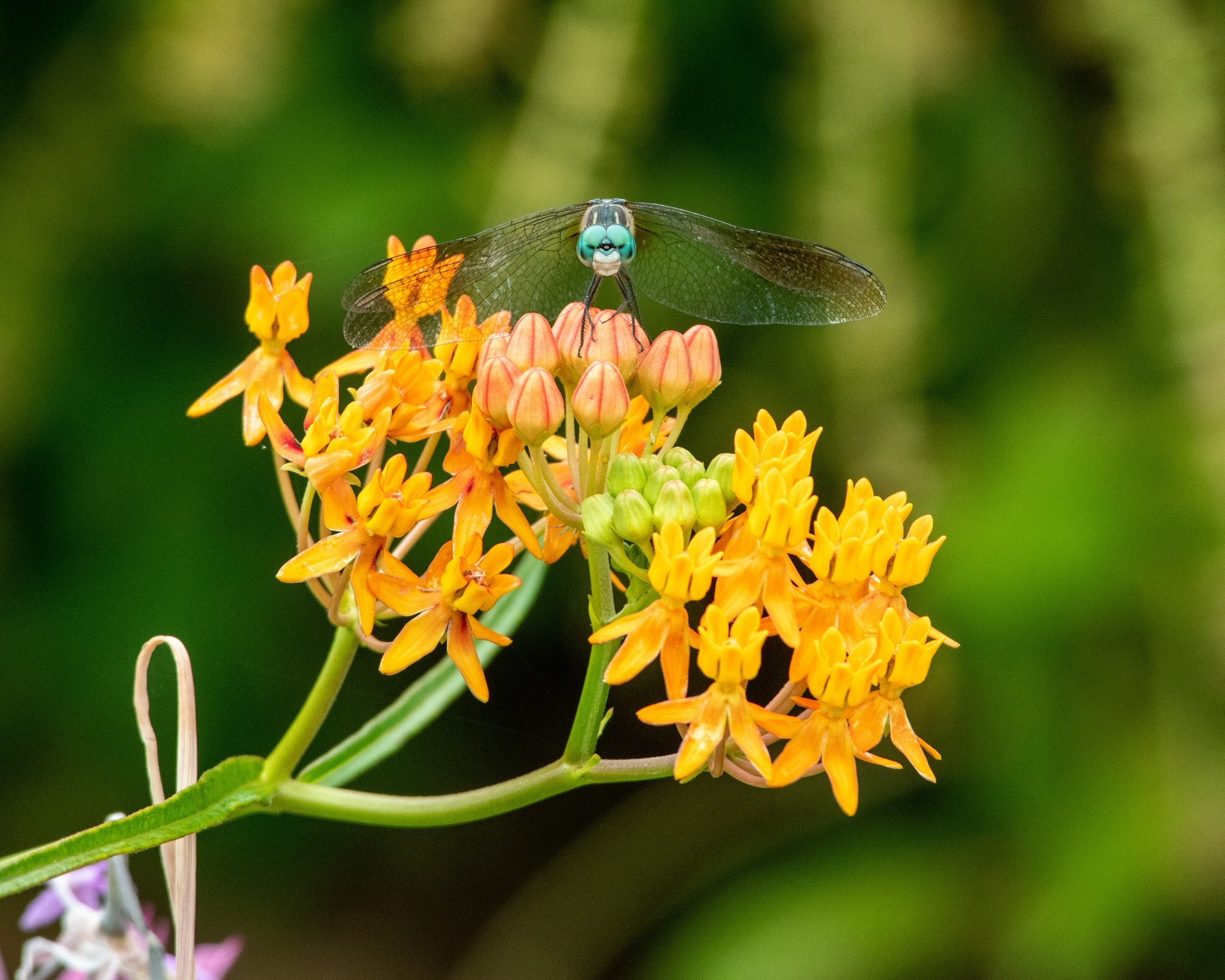 Longwood - Pennsylvania is home to 11 species of native milkweeds ...