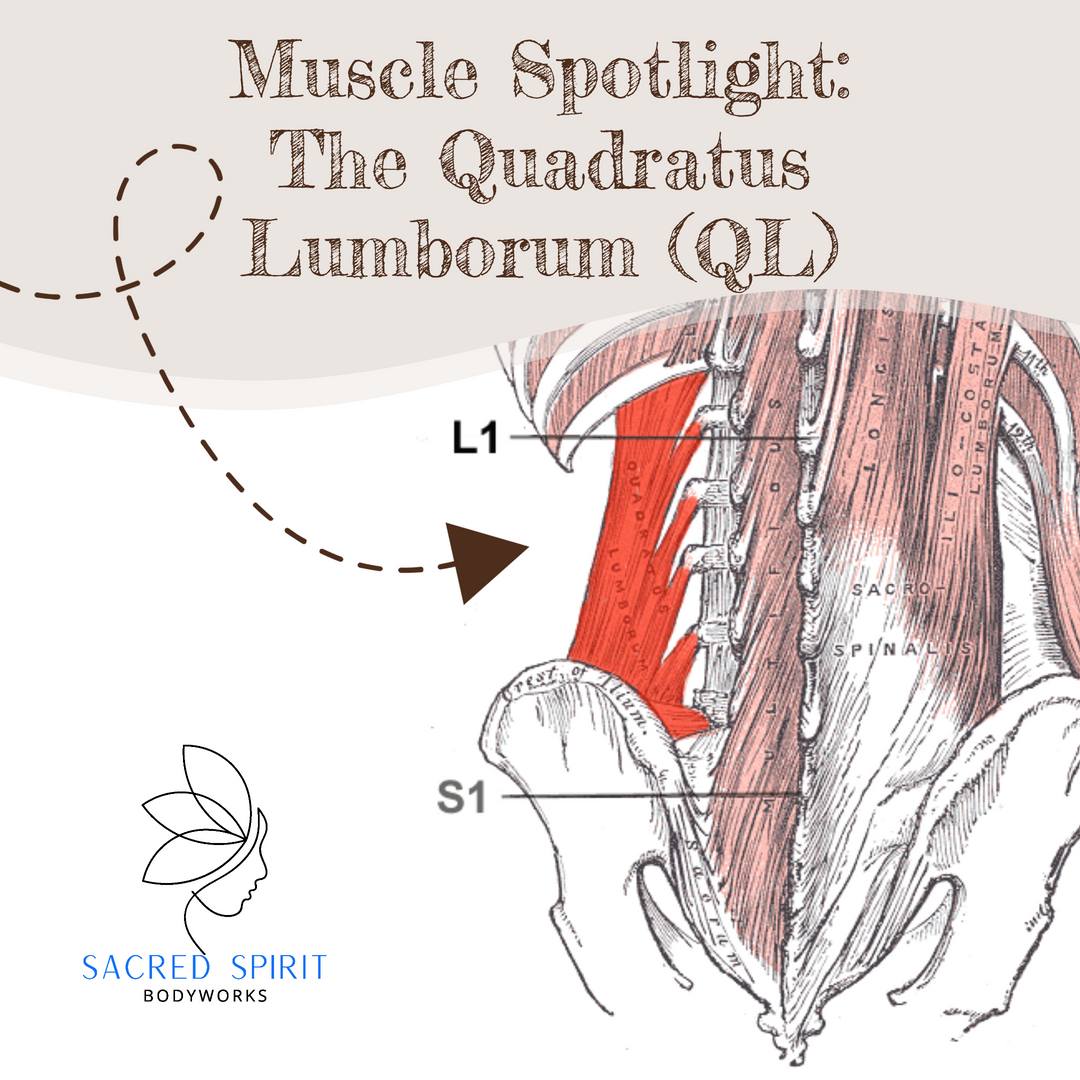 Sacred - Muscle Spotlight: The Quadratus Lumborum (QL) 👉 What is the QL ...