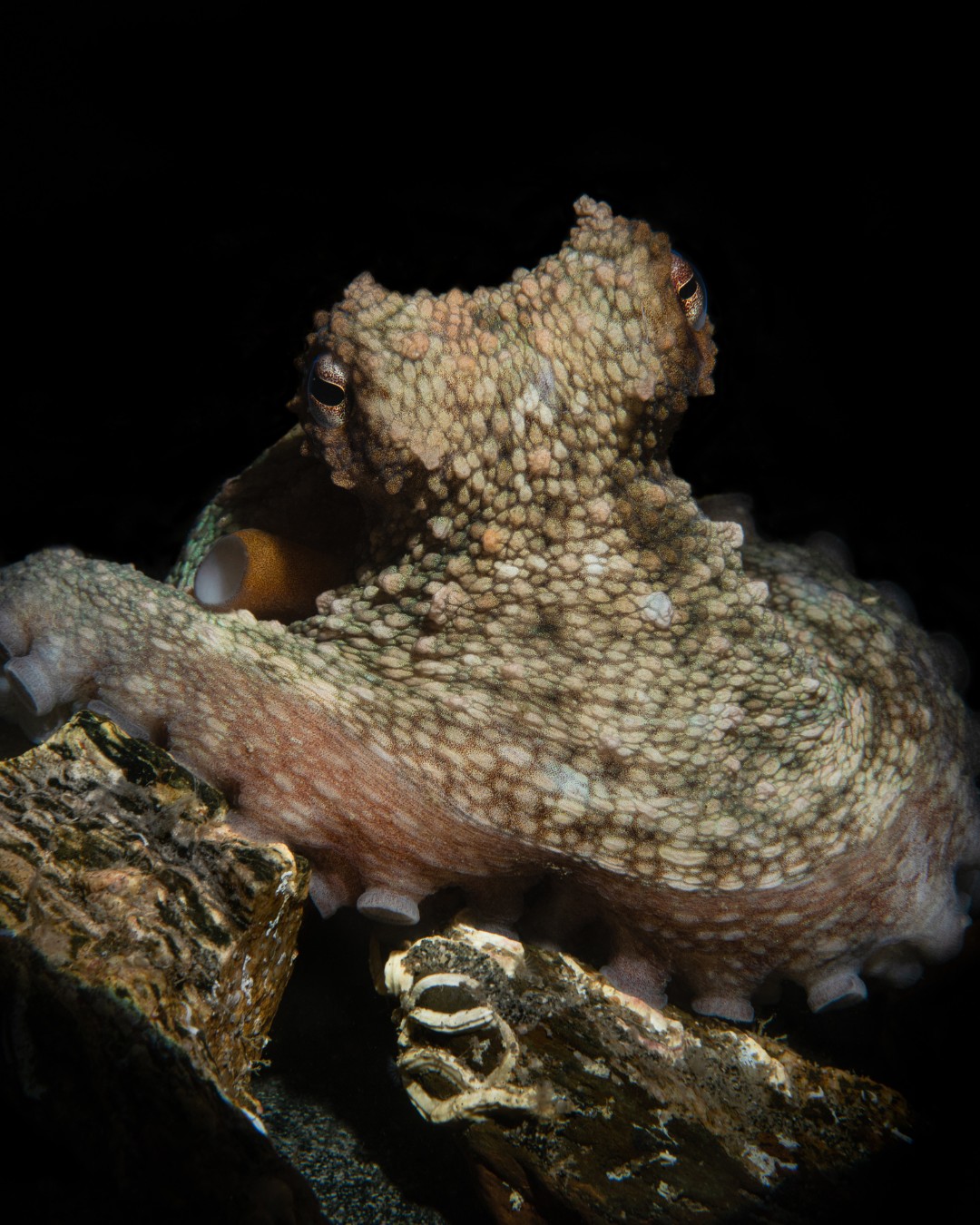 An immense octopus ‘bloom’ is... - Cornwall Wildlife Trust | Facebook