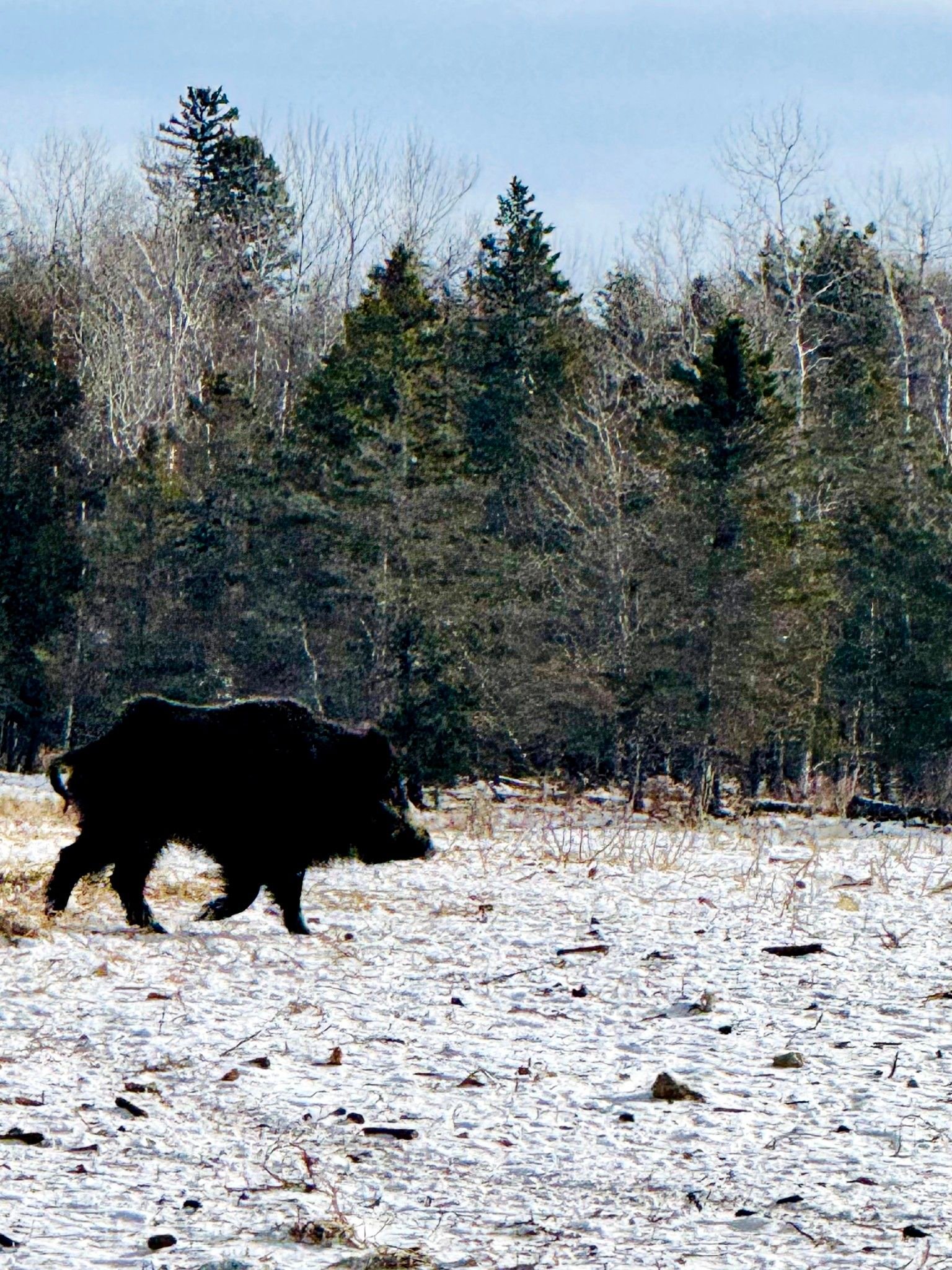 Freedom Ranch 906 LLC. | Cornell MI