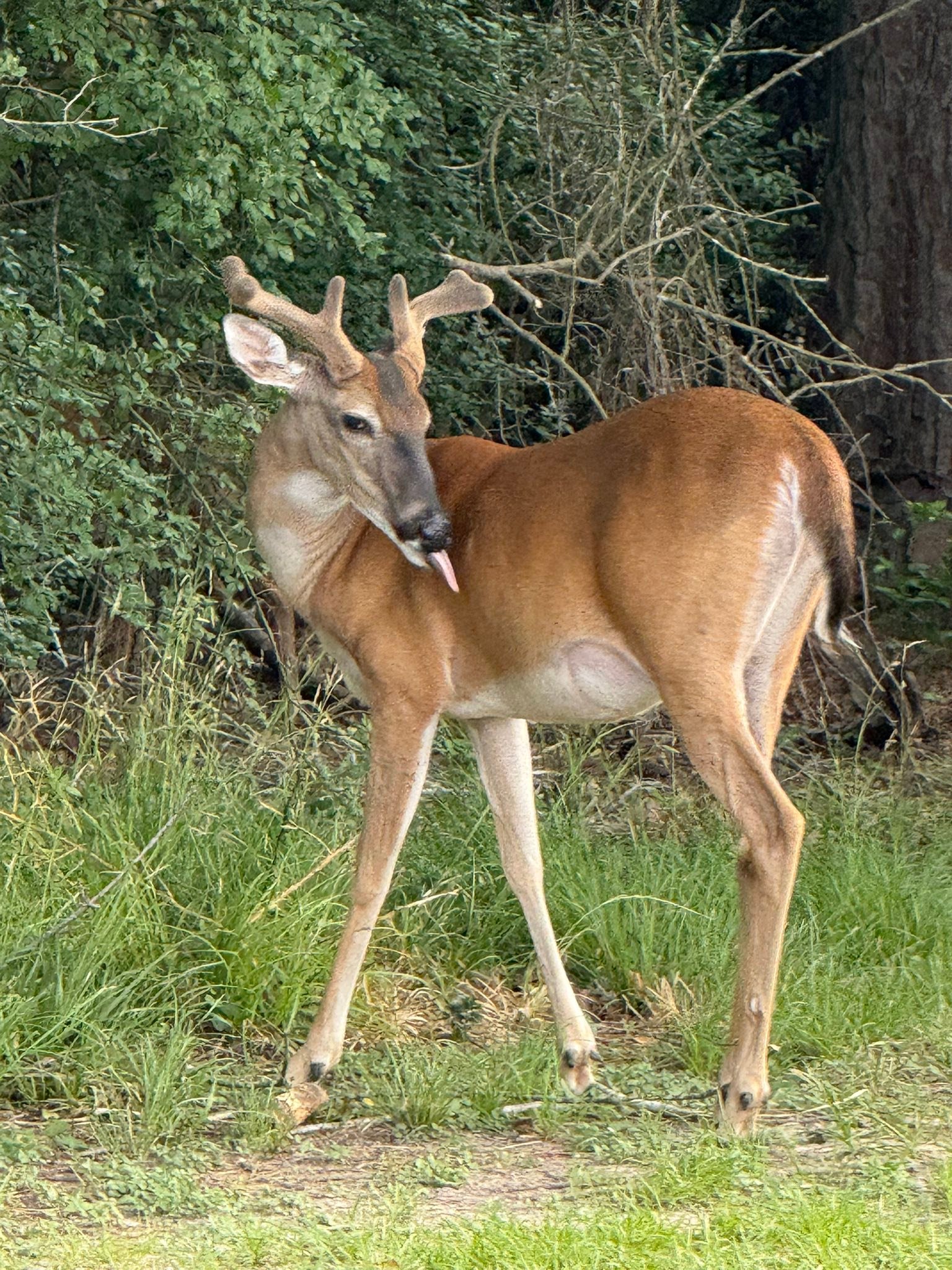 Rush hour at the Arboretum—hoof traffic only!” This gorgeous herd 
