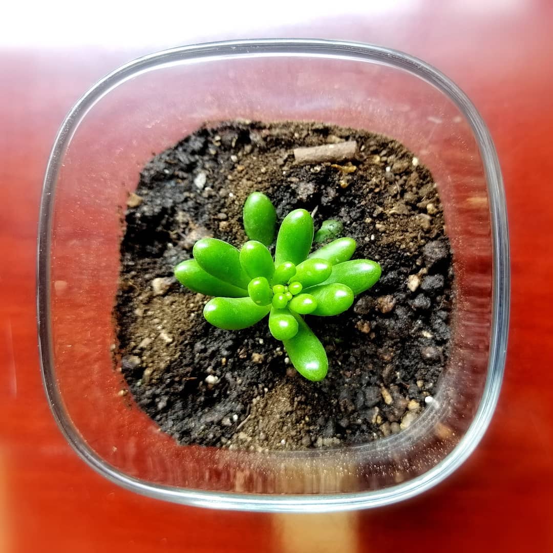 Go plant