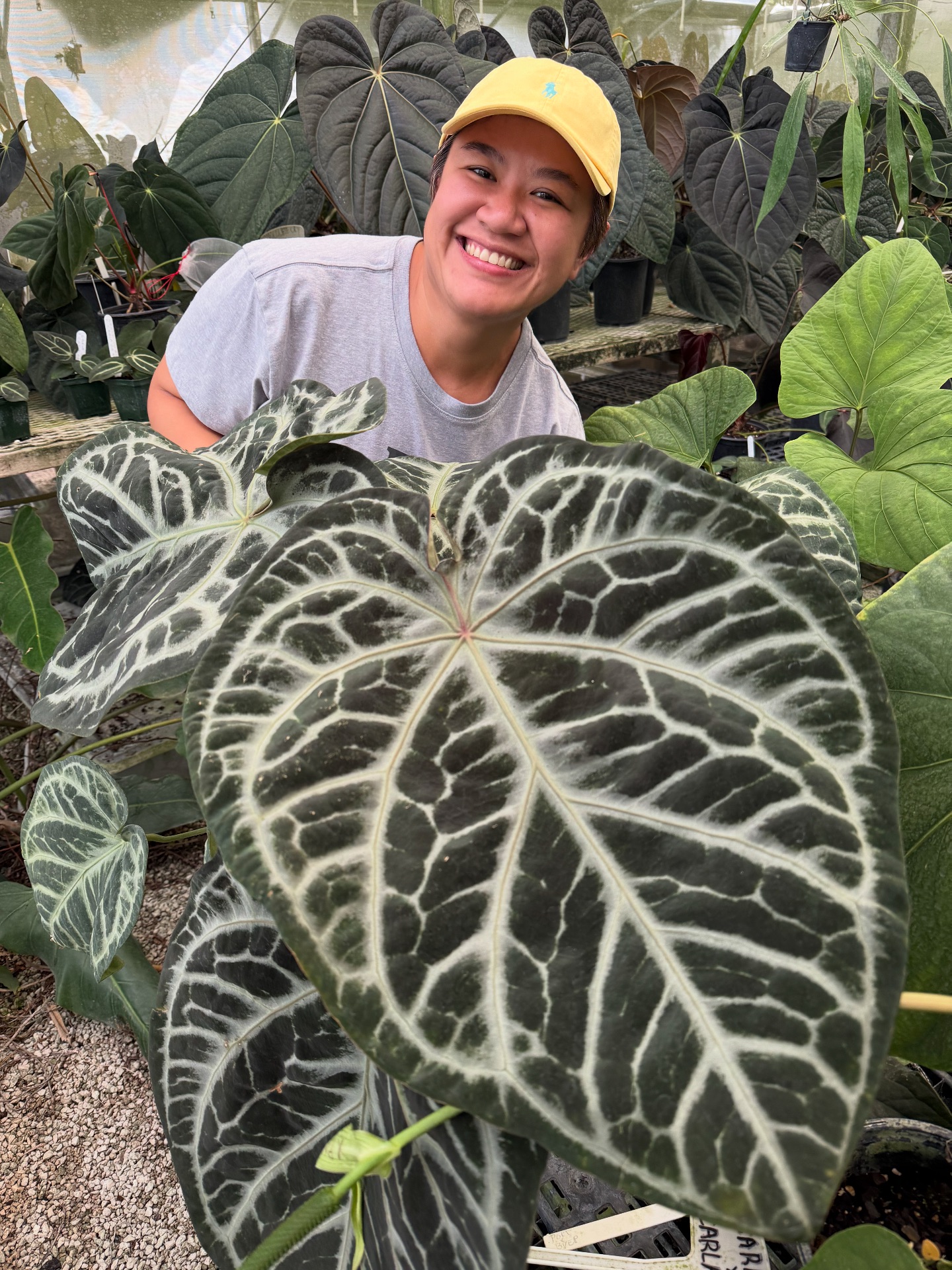 Calling all anthurium addicts! We've got the one for you