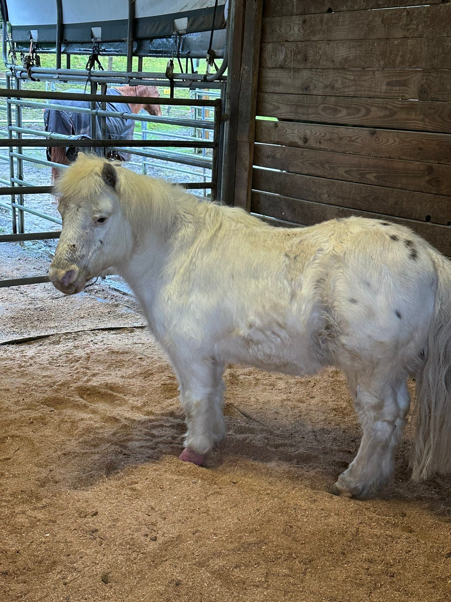 Pony Up Rescue for Equines... - Pony Up Rescue for Equines
